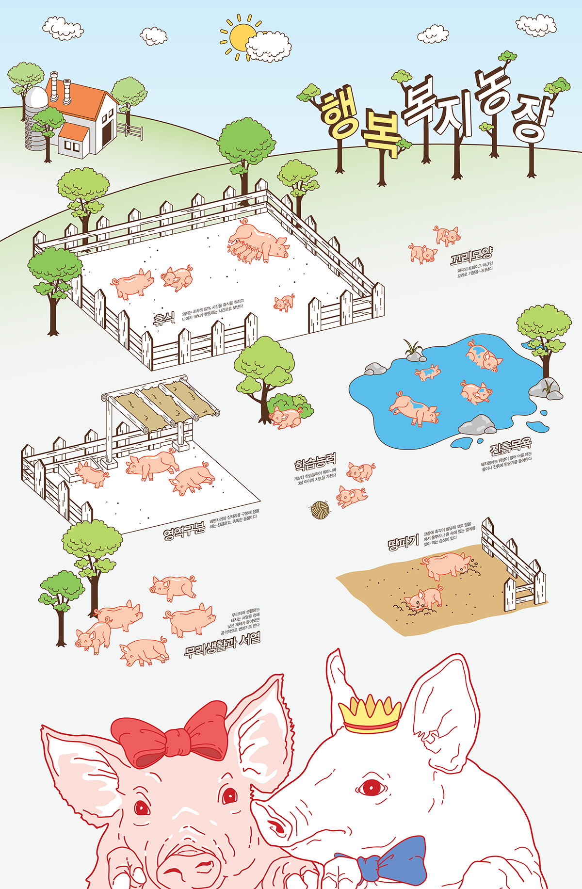 ILLUSTRATION  infographics pig Livestock meat factory process