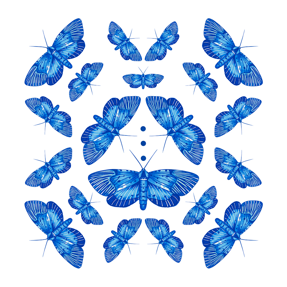 pattern moth buttefly blue Nature