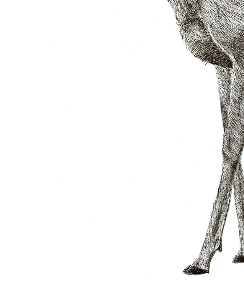 ILLUSTRATION  pen deer roadkill animals anatomy draw venado ilustracion manual