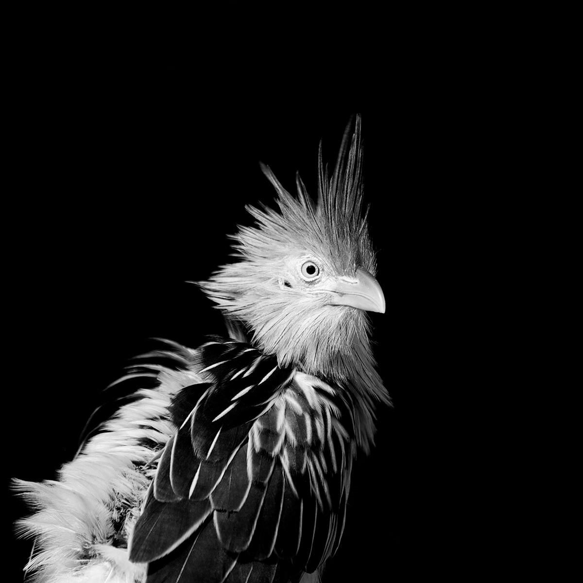 black and white birds Nature