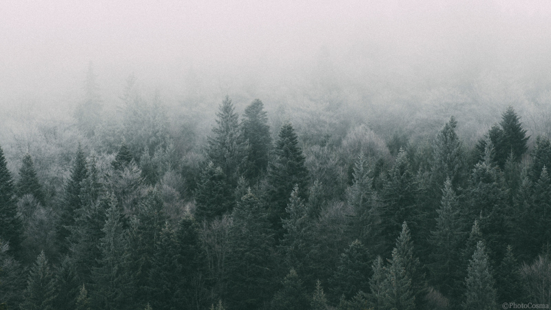 transylvania mist mystery Nature mood atmosphere haunted fantasy fairy tale dark