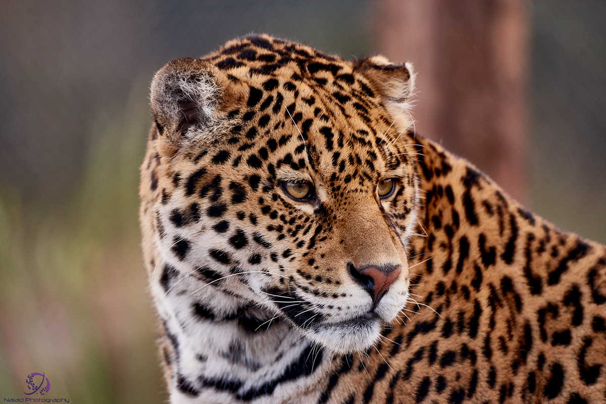 jaguar SAFARI ZOO Lake Distrcit tamron