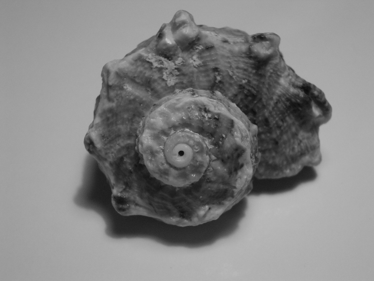 shell macro sea-shell