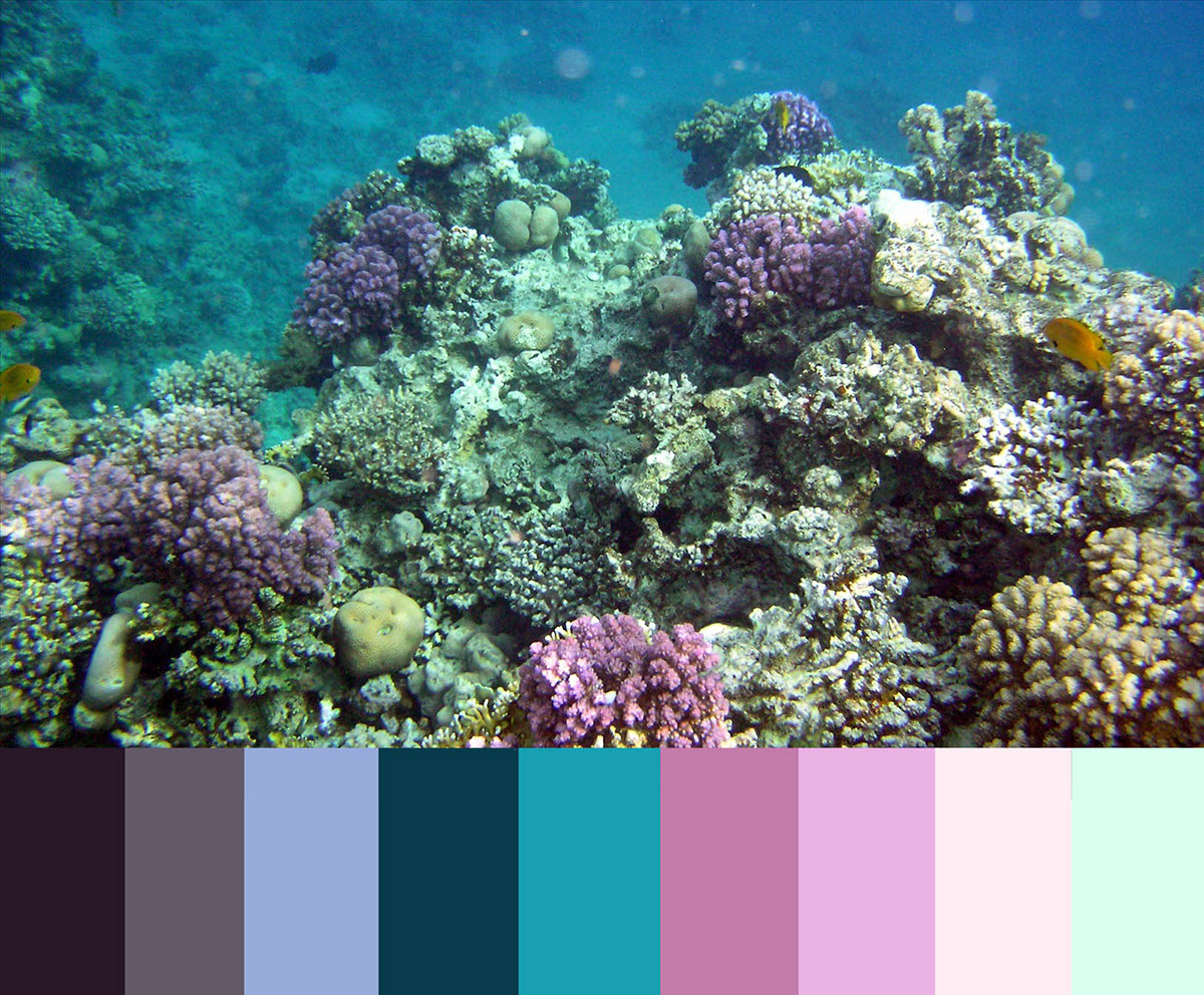 spine color palletes marine life