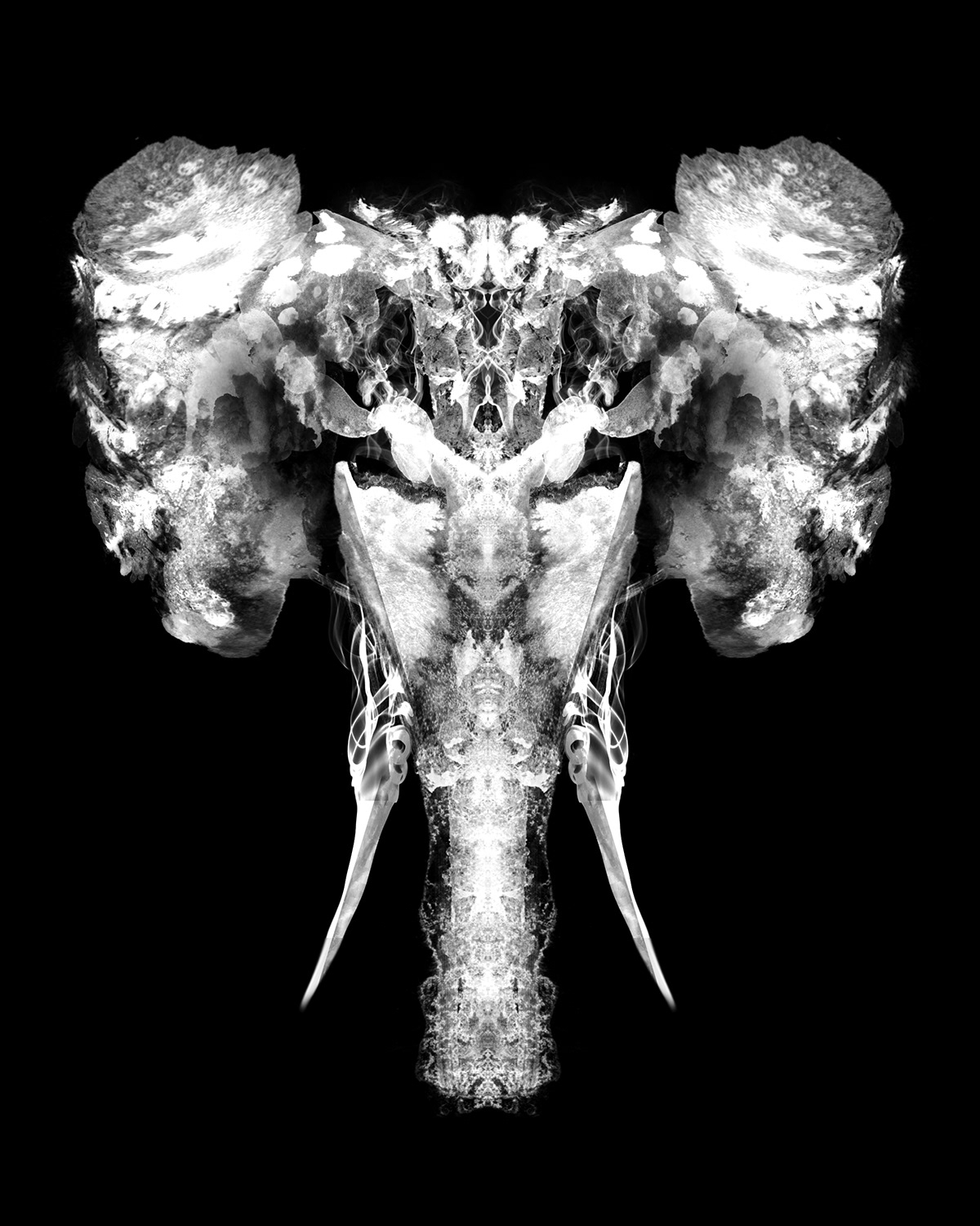Elephant skull inkblot test