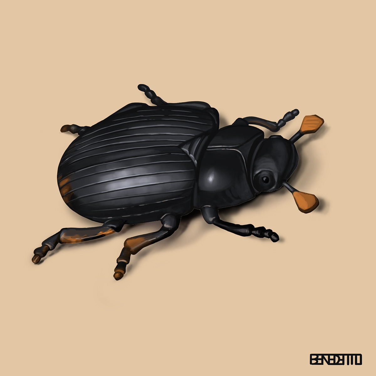 beetles entomology bugs still life studies digital painting scarabs Insects digital photoshop