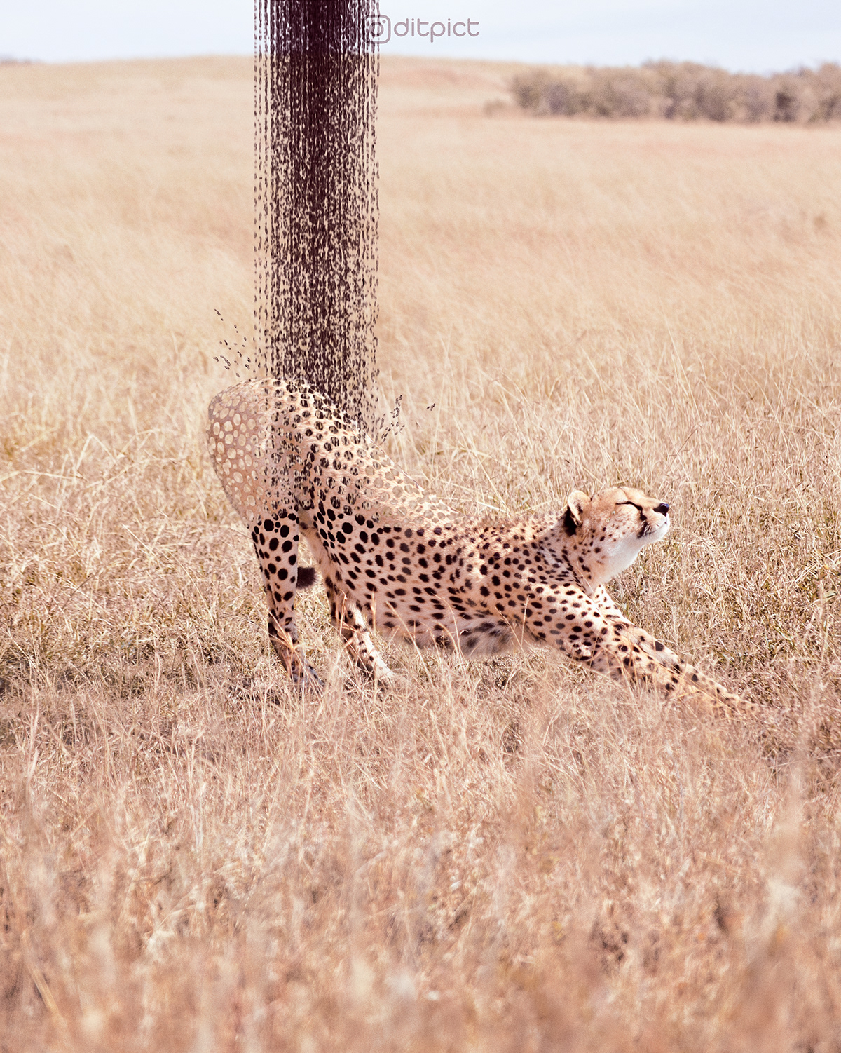 animals cheetah fantasy ILLUSTRATION  kenya maasai mara photoshop surreal surrealism wildlife