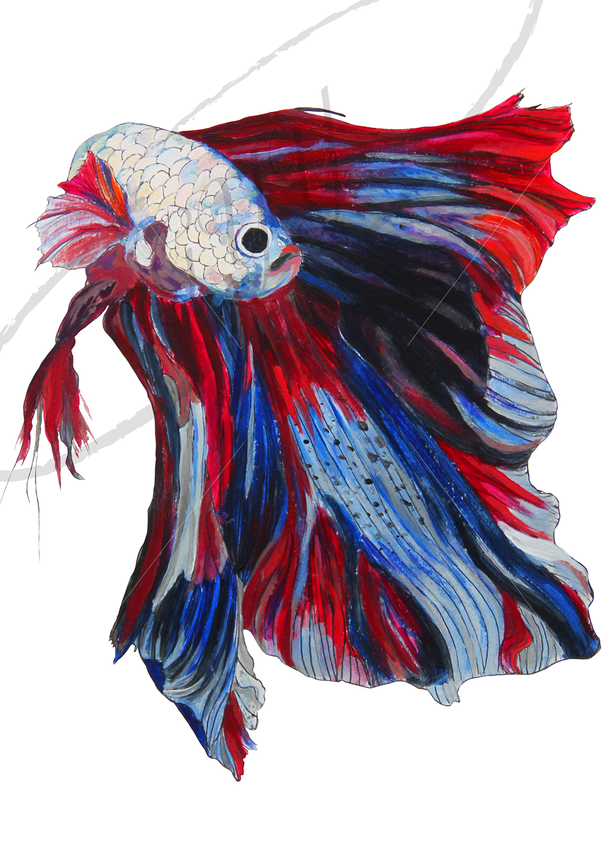 fish Betta acrylic watercolour drawings Paintings Colourful 