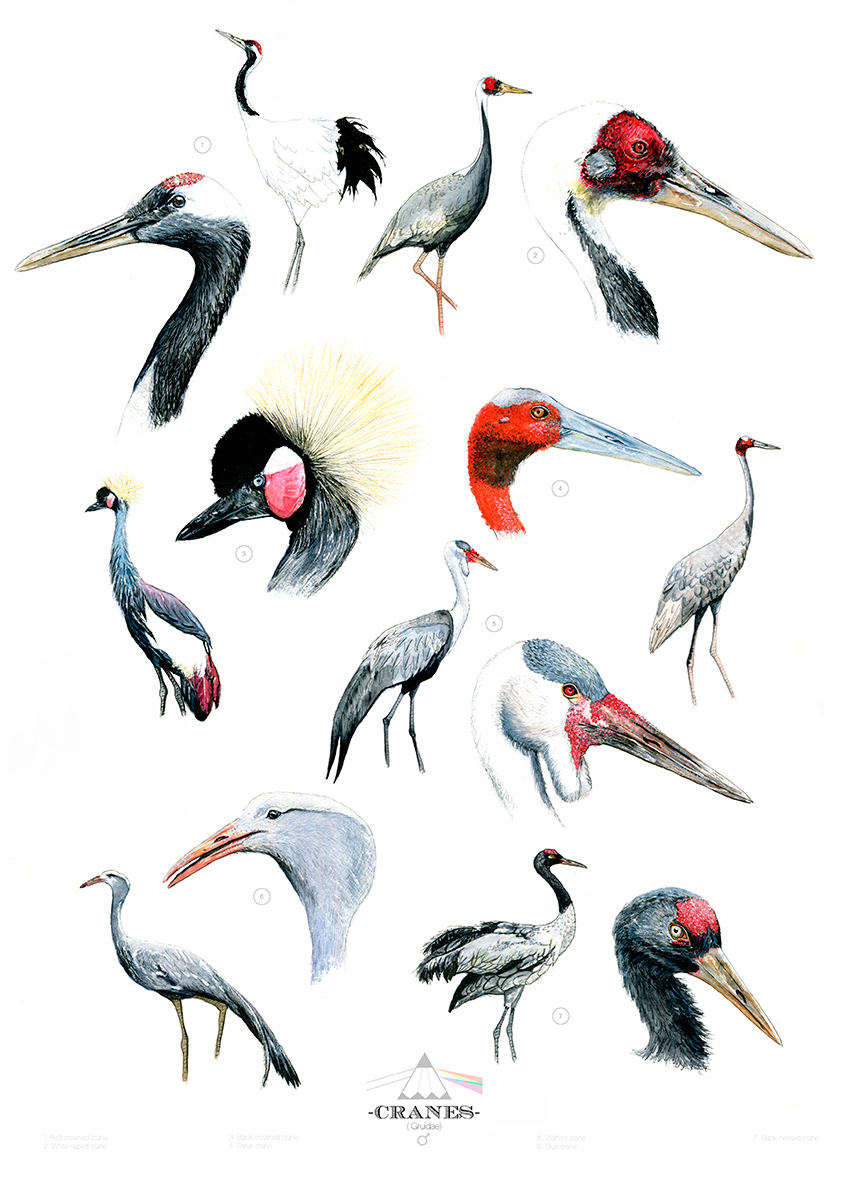 hornbills birds scientific poster hummingbirds trogons species Flamingoes Storks