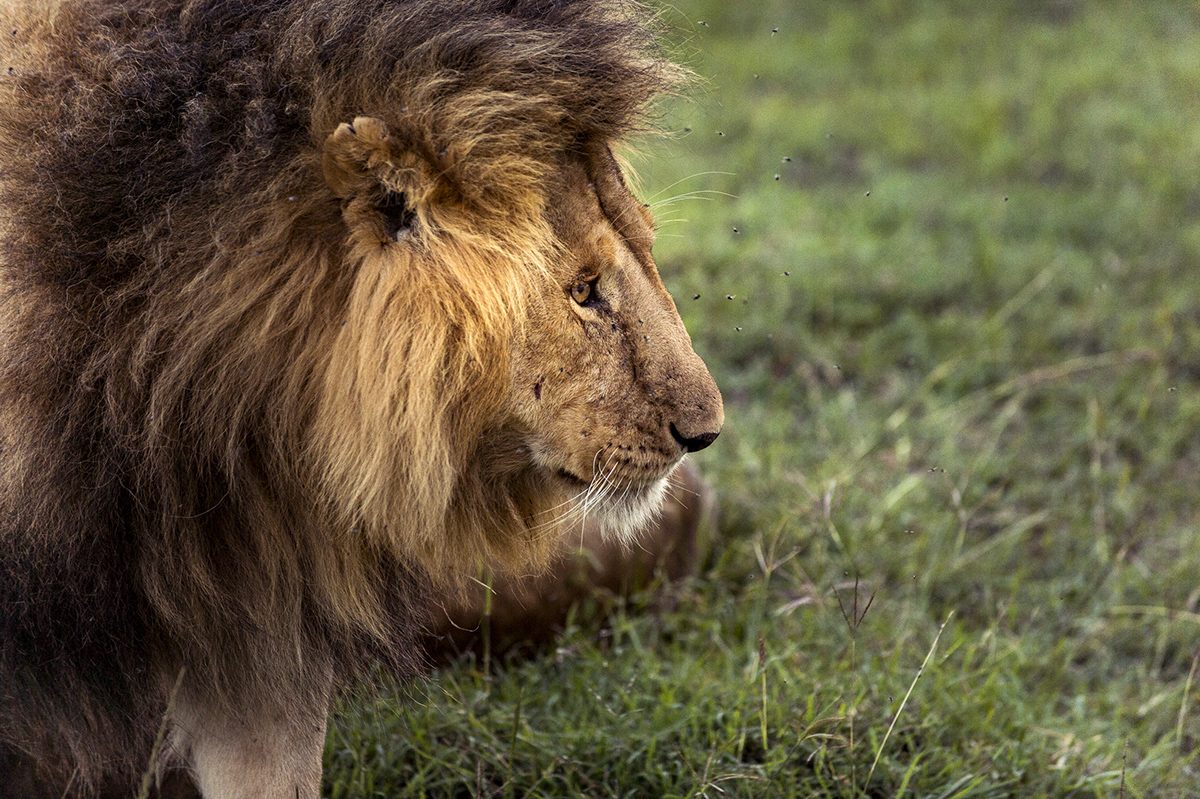 kenya Travel africa safari street photography Life Stle journalism   Leica