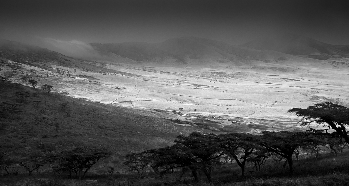 panorama views Ngorongoro crater africa Tanzania GNU Herd walk in plains
