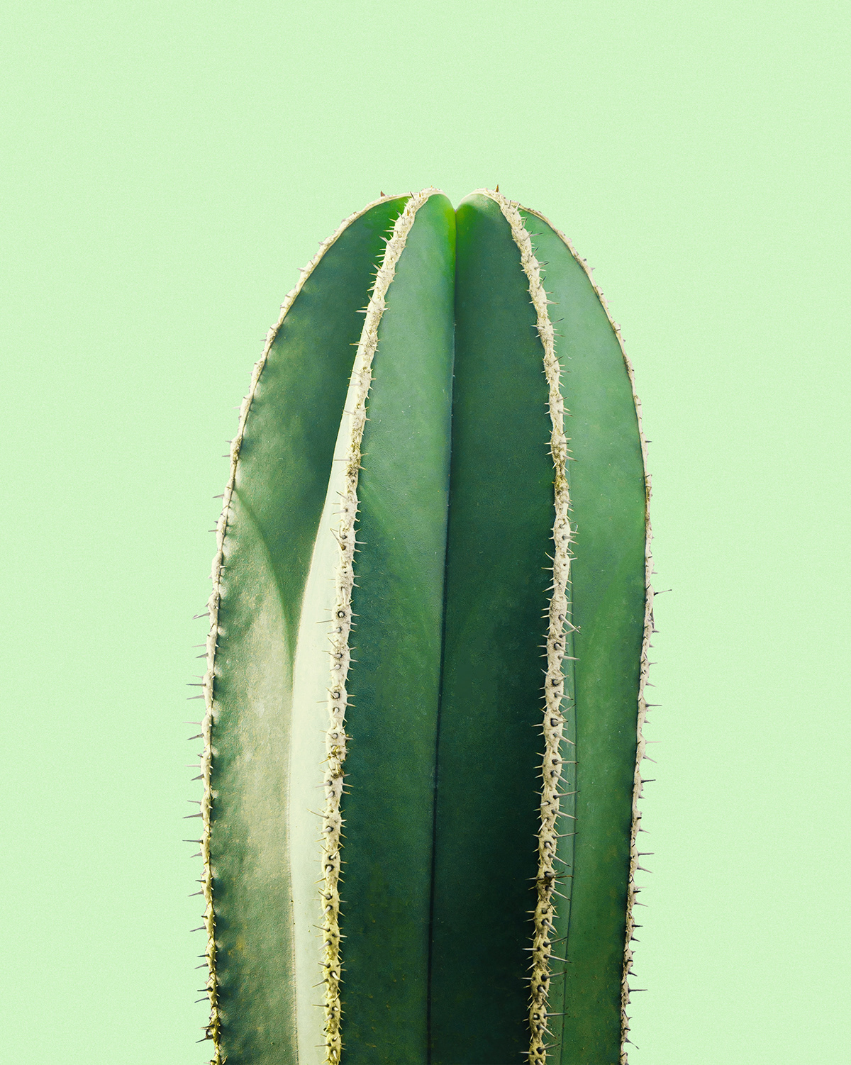 cactus cacti prickly Pear download texture Succulent minimal western desert