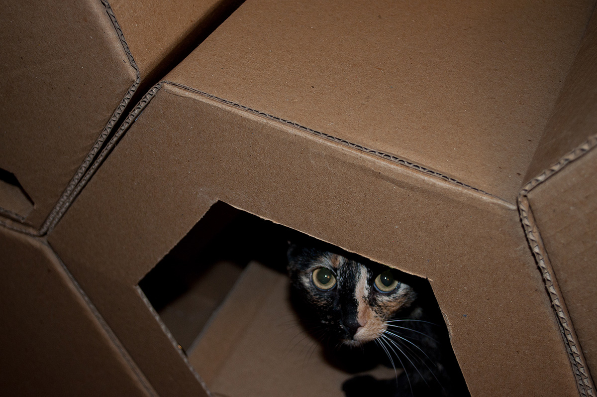 cats hive Cat mauricio bravo  lina vargas gatos  mueble furniture animal cardboard Pet Fun green