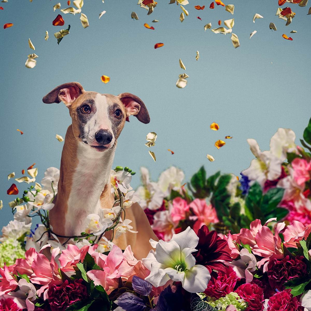 Flowers studio Advertising  model dog Fashion  color headphone girl summer