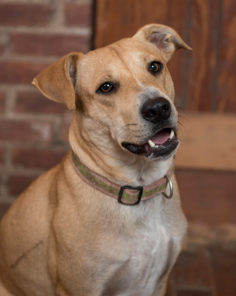 Adobe Portfolio dog photography Dog rescue Dog Portraits