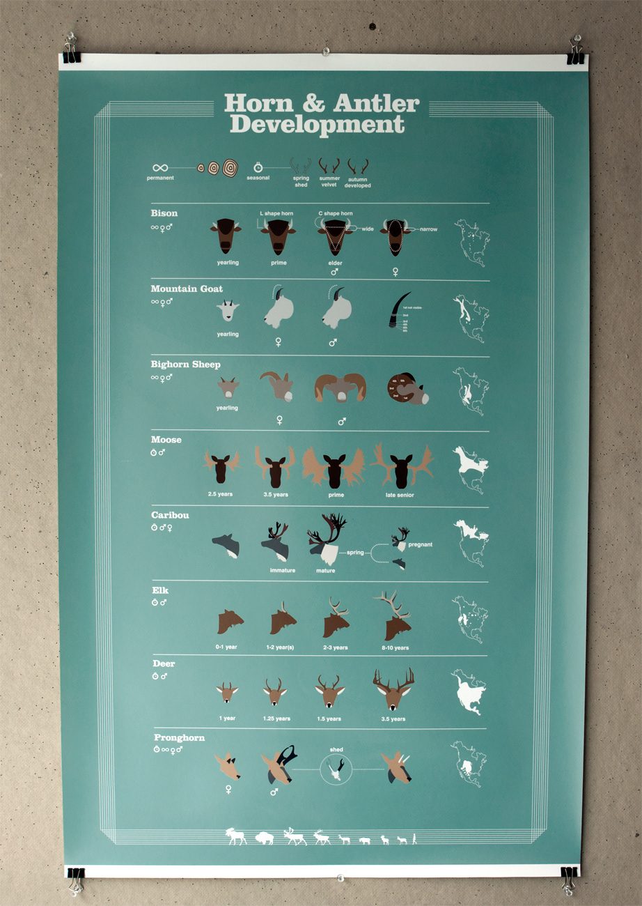 horn and anteler animal infographic infographic Hunting conservation