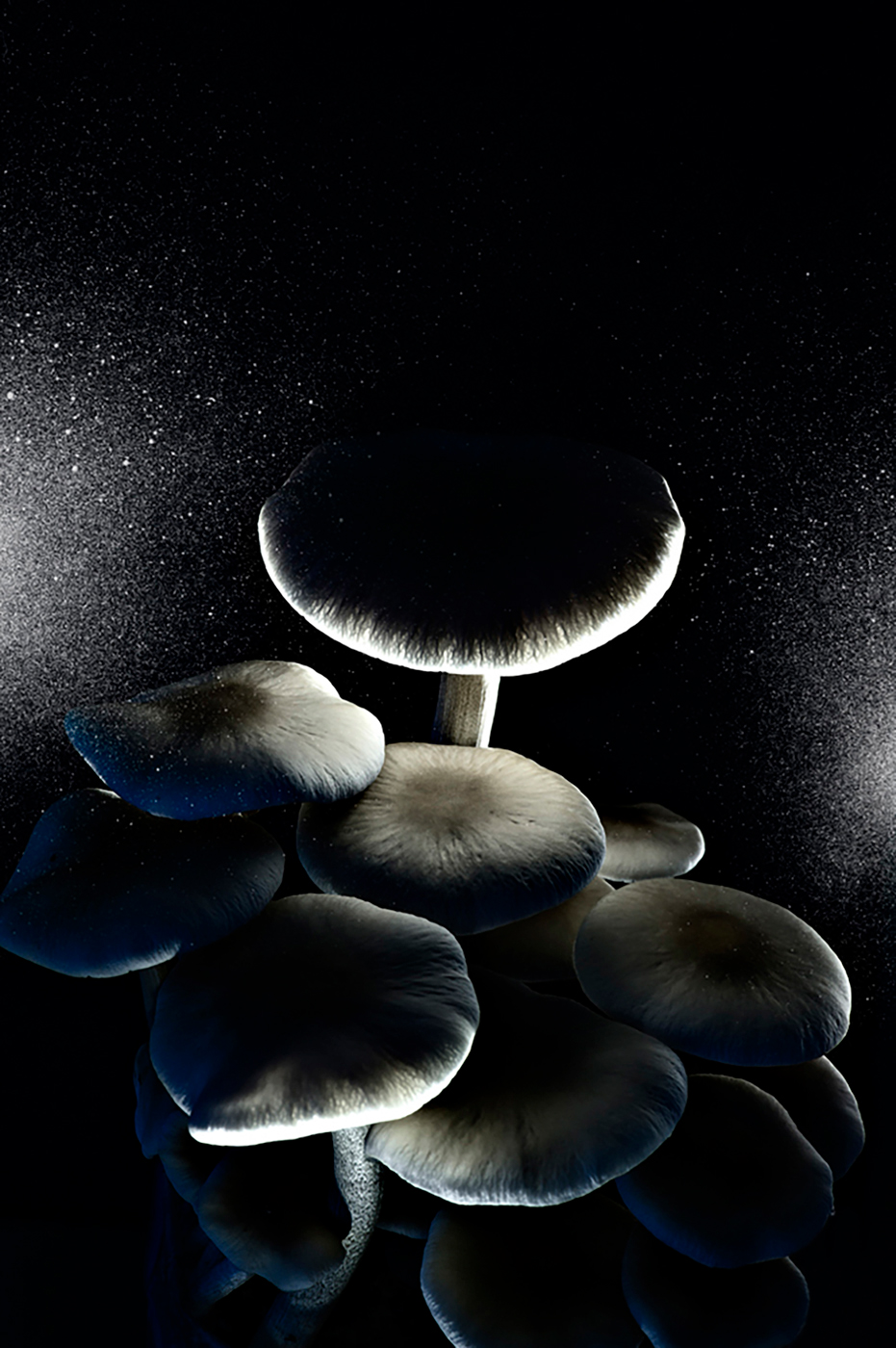 Adobe Portfolio mushroom setas