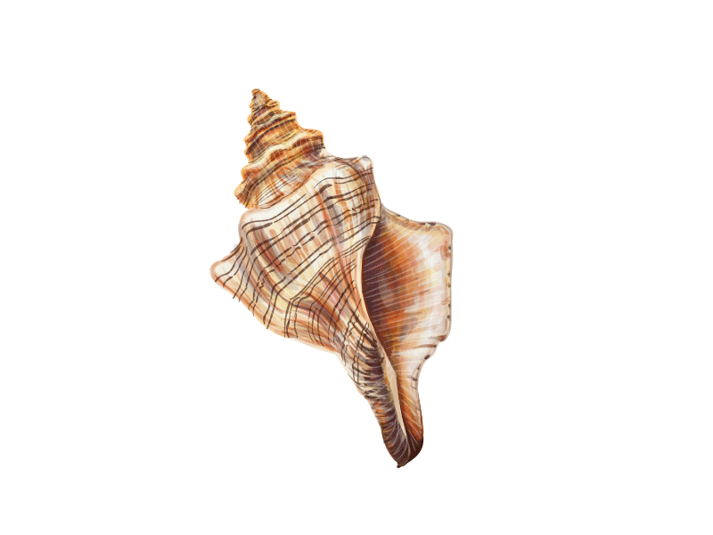 seashell sea Ocean summer pattern background watercolor