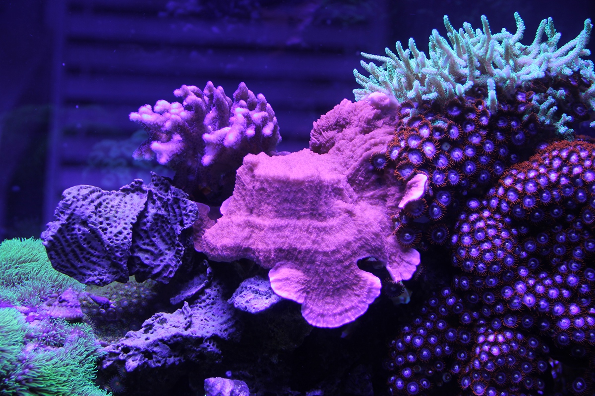 reef coral aquariums Reef Aquarium coral reef SCAD led refugium Wildlife photography wildlife Animal Life fish sea life