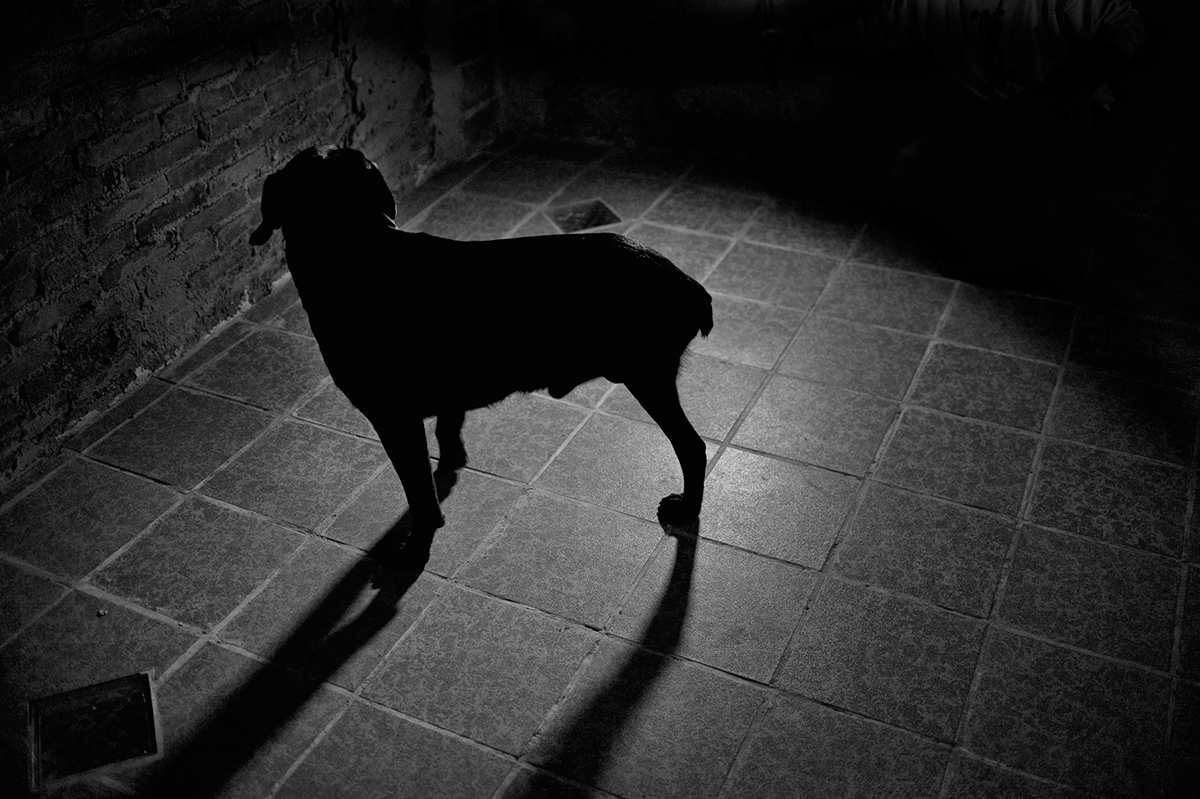 perros Proyecto personal documental retrato Fotografia blanco y negro monocromatico