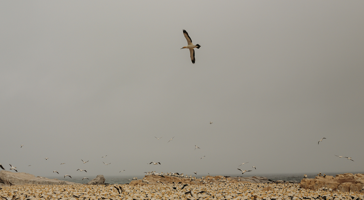 Photography  cinematography landscapes birds Ocean west coast western cape fishing braai