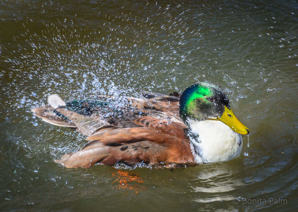 Park duck