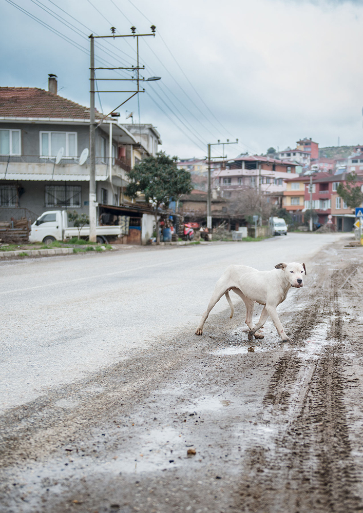dog istanbul shelter documentair series Photography  mountains pets