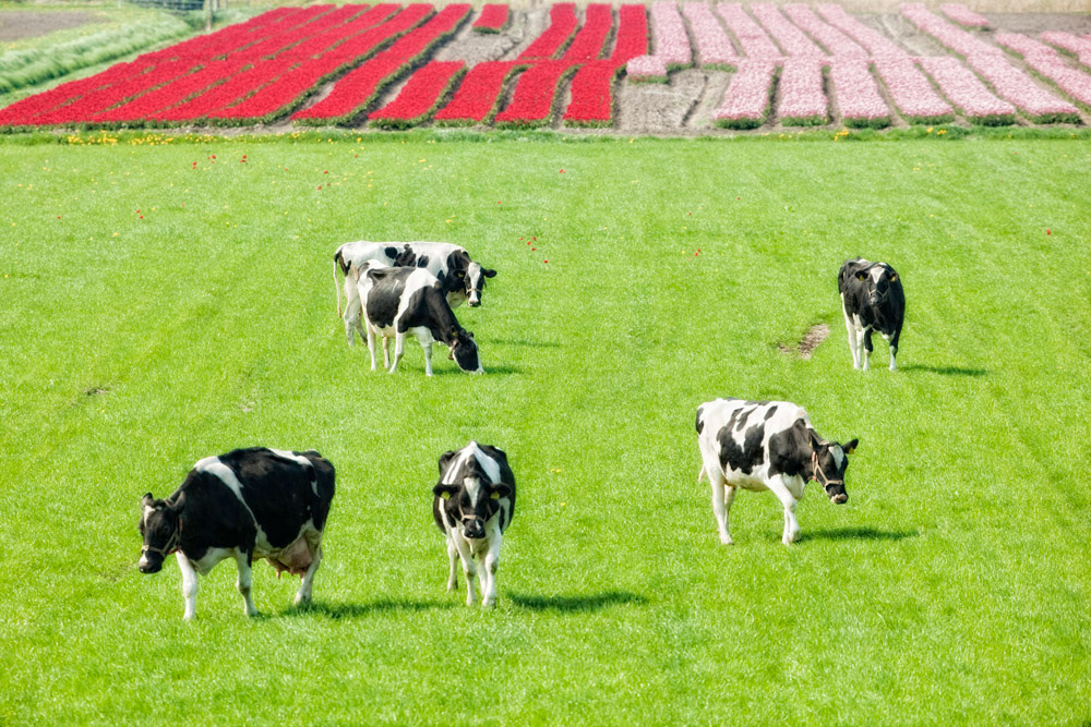 dutch cow cows Landscape