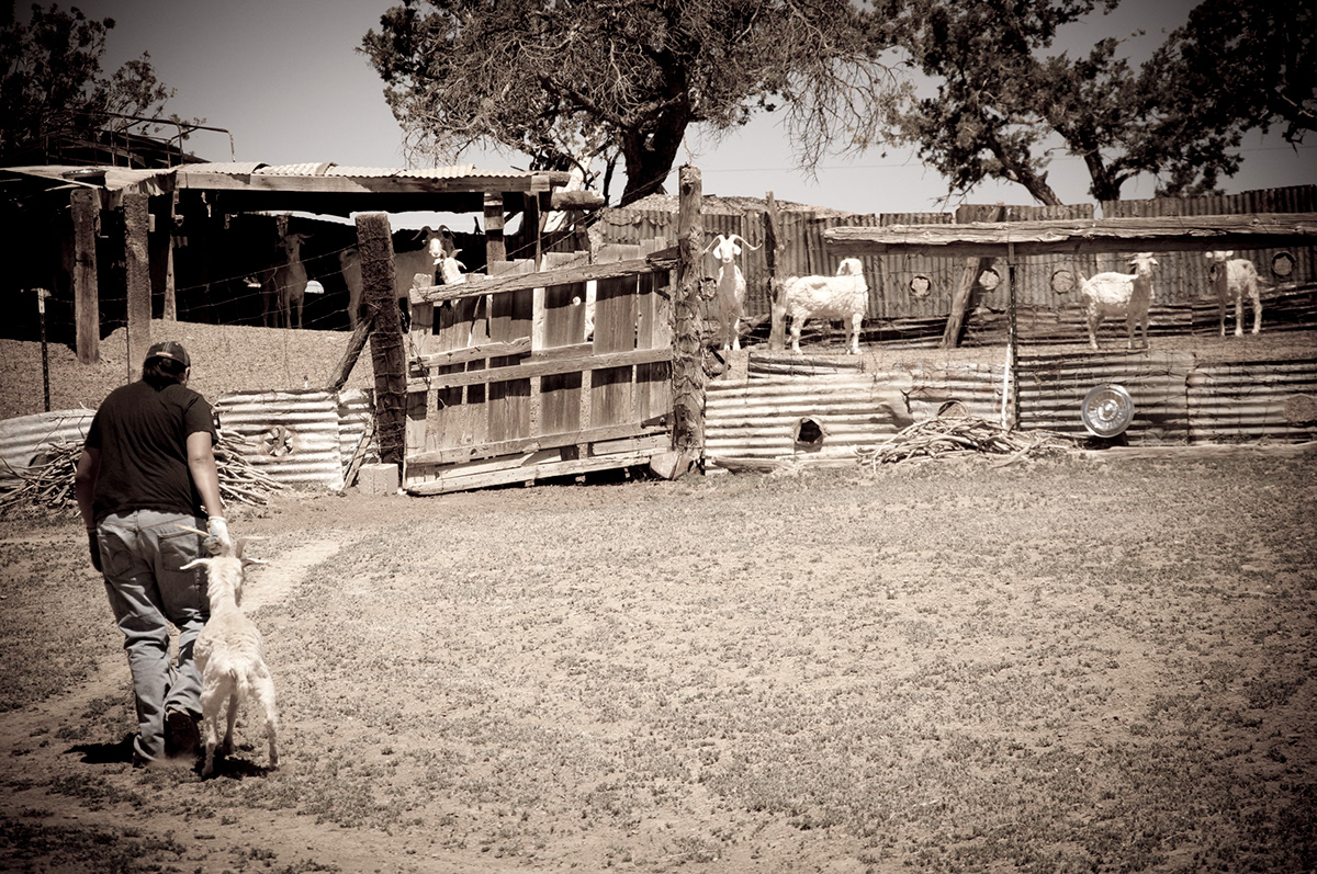 Shearing Goats  Navajo Culture 