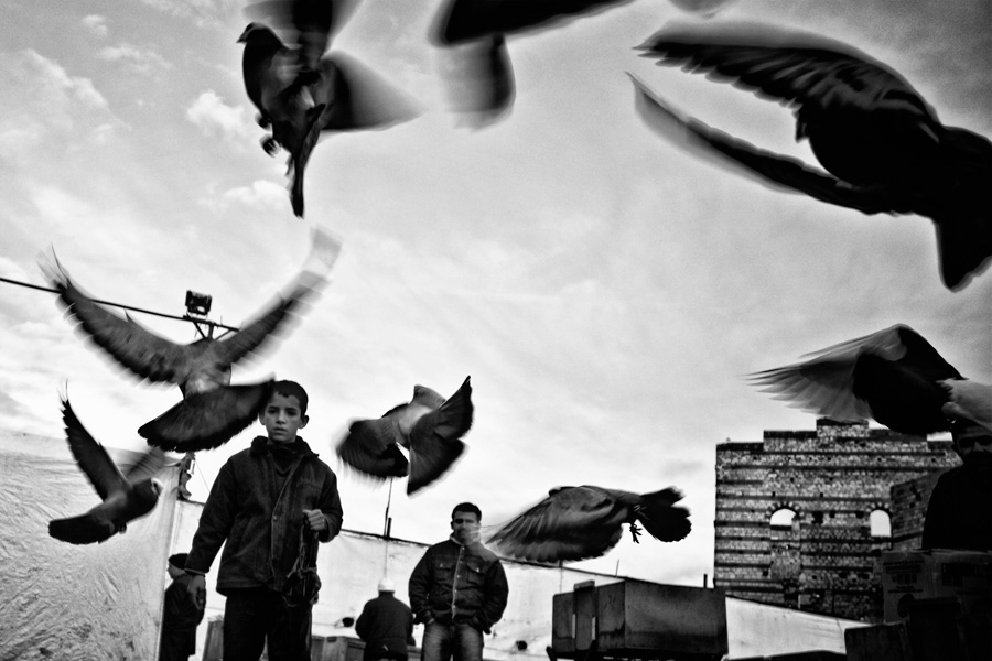 istanbul birds saller bazaar