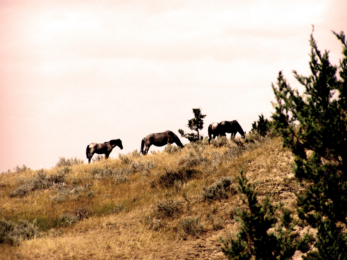Bad Lands usa horse horsebackriding cowboy trail