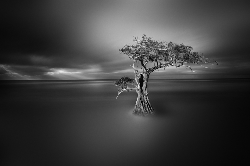 trees black and white fine art long exposure Photography  Landscape