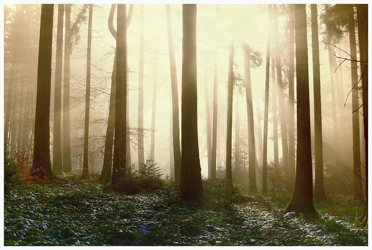 fog Landscape Switzerland