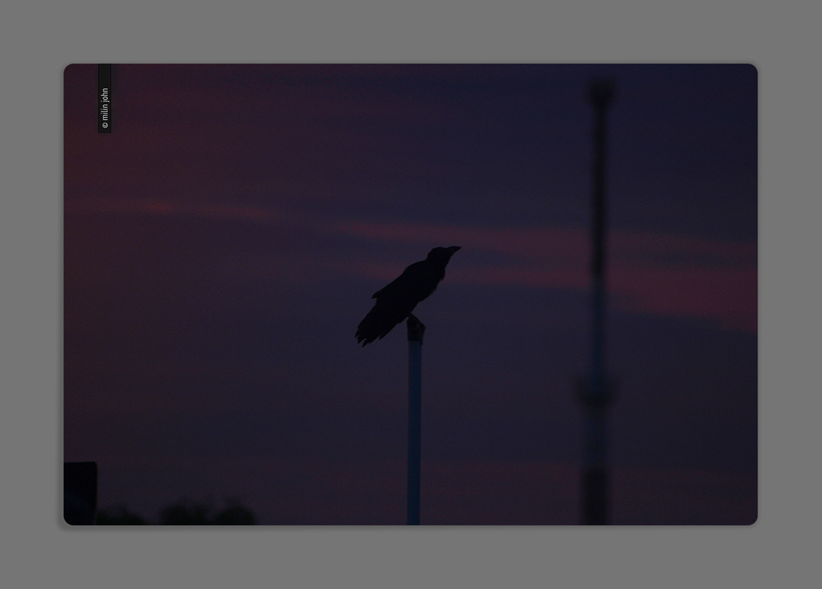 dark light India singapore crow clip rope sunset DUSK water rain Nagercoil Tamil Nadu black