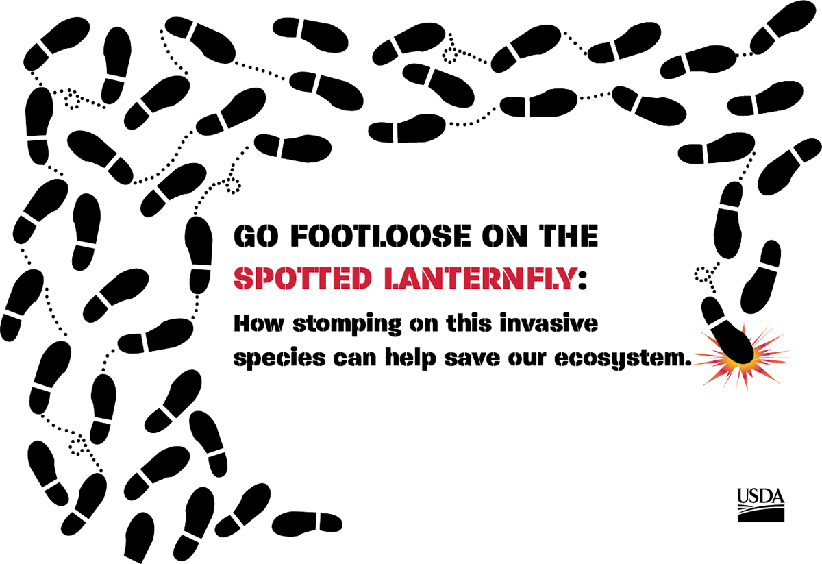 USDA insect ILLUSTRATION  Poster Design Footloose awareness design concept art digital illustration Spotted Lanternfly