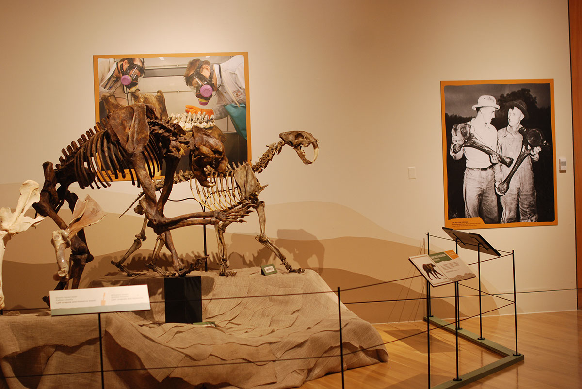 ice age museum exhibit bones skeleton paleontology indiana prehistoric mastodon
