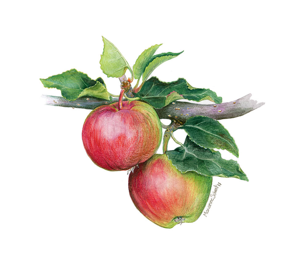 watercolor Color Pencils handmade ILLUSTRATION  Illustrator coockbook Fruit apple