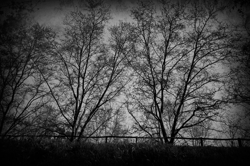black and white Landscape monochrome Photography  Tree 