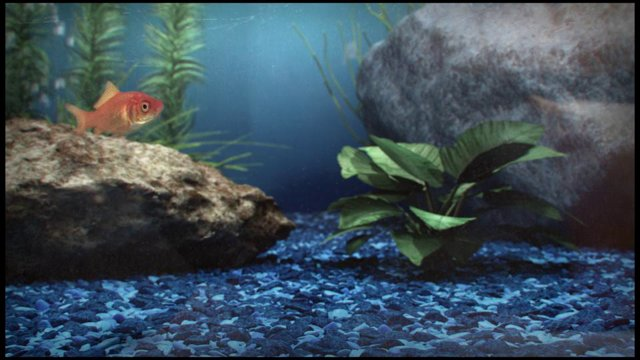 Josh Goble - Virtual Aquarium Goldfish