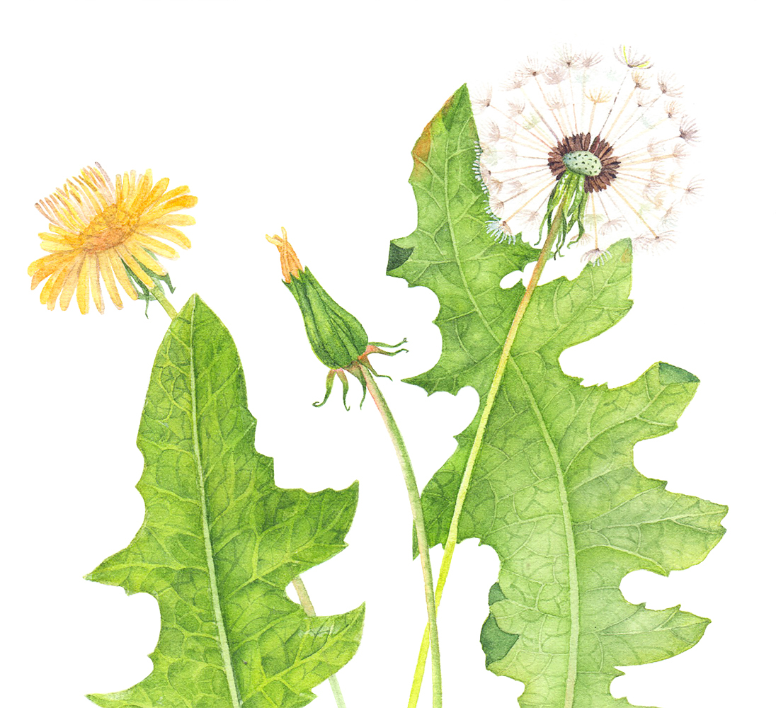 watercolor botanical art dandelion Flowers botanische Illustration botanical illustration watercolor flowers