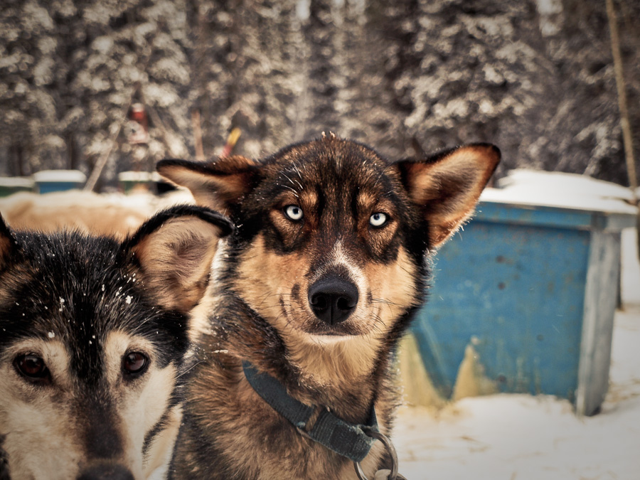photo serie art Photographie sled dog yukon Alaska wild journey story