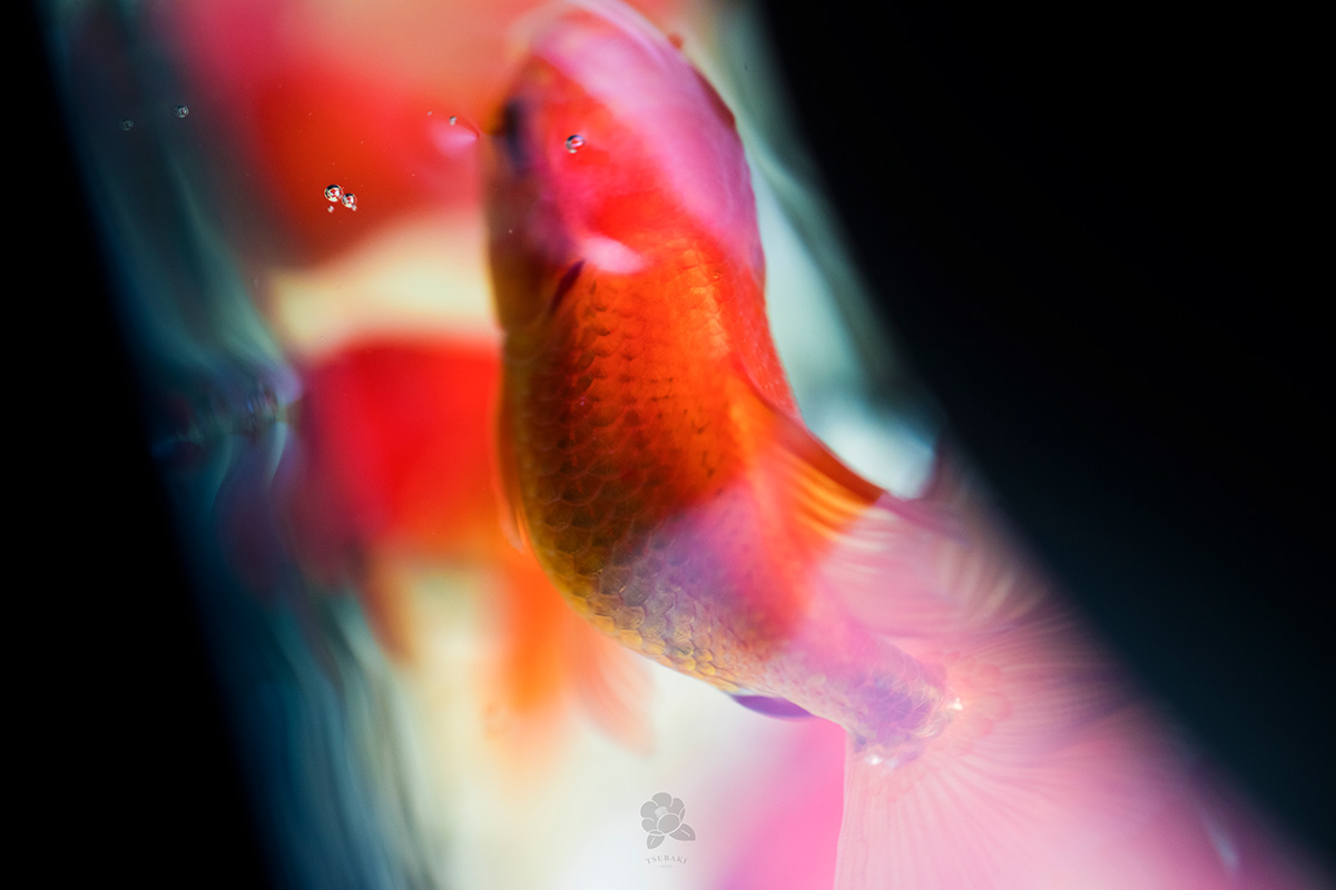 goldfish Photography  rad taiwan Canon macro fish water 金魚 lion head