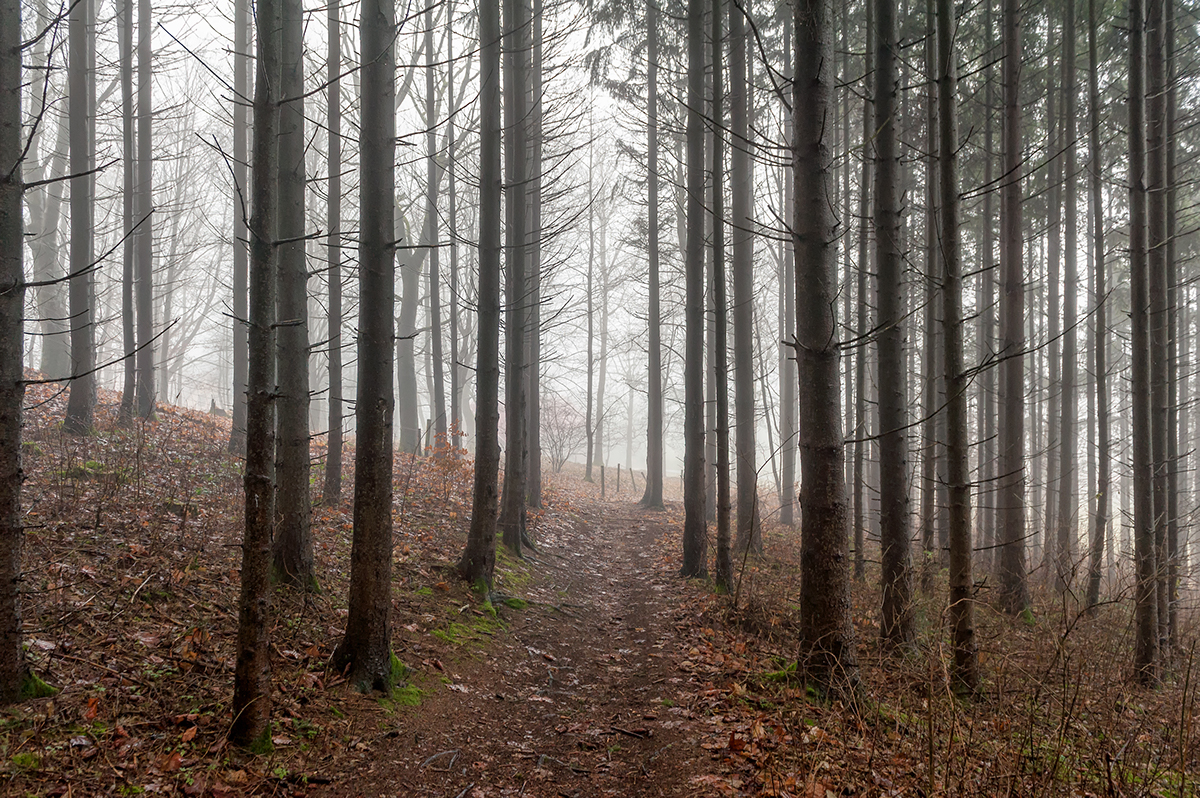 Landscape forest trees fogg winter season Mystic Landscape