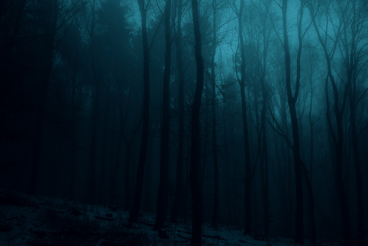 forest dark Landscape germany Moody light darkness night trees mysterious