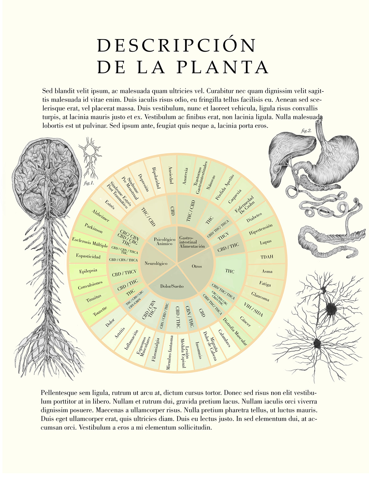 botanical cannabis colored pencil doctor ilustracion marihuana medicine Nature plants scientific illustration