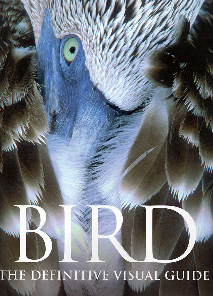 birds David Plummer Wildlife photography