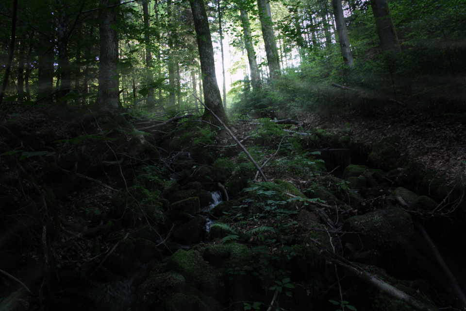 black forest Schwarzwald summer sommer Photography  fotografie