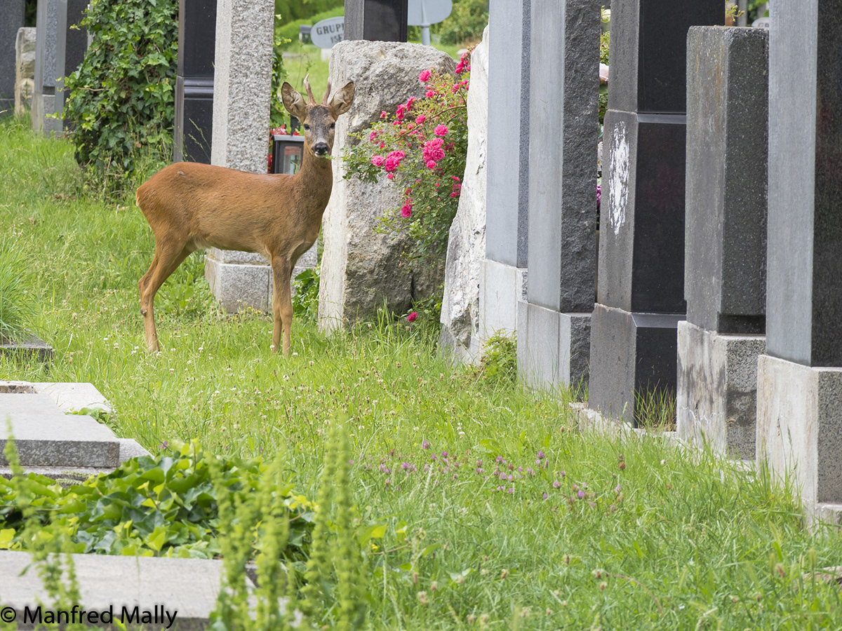 cementery wild animals deer pheasants vienna austria