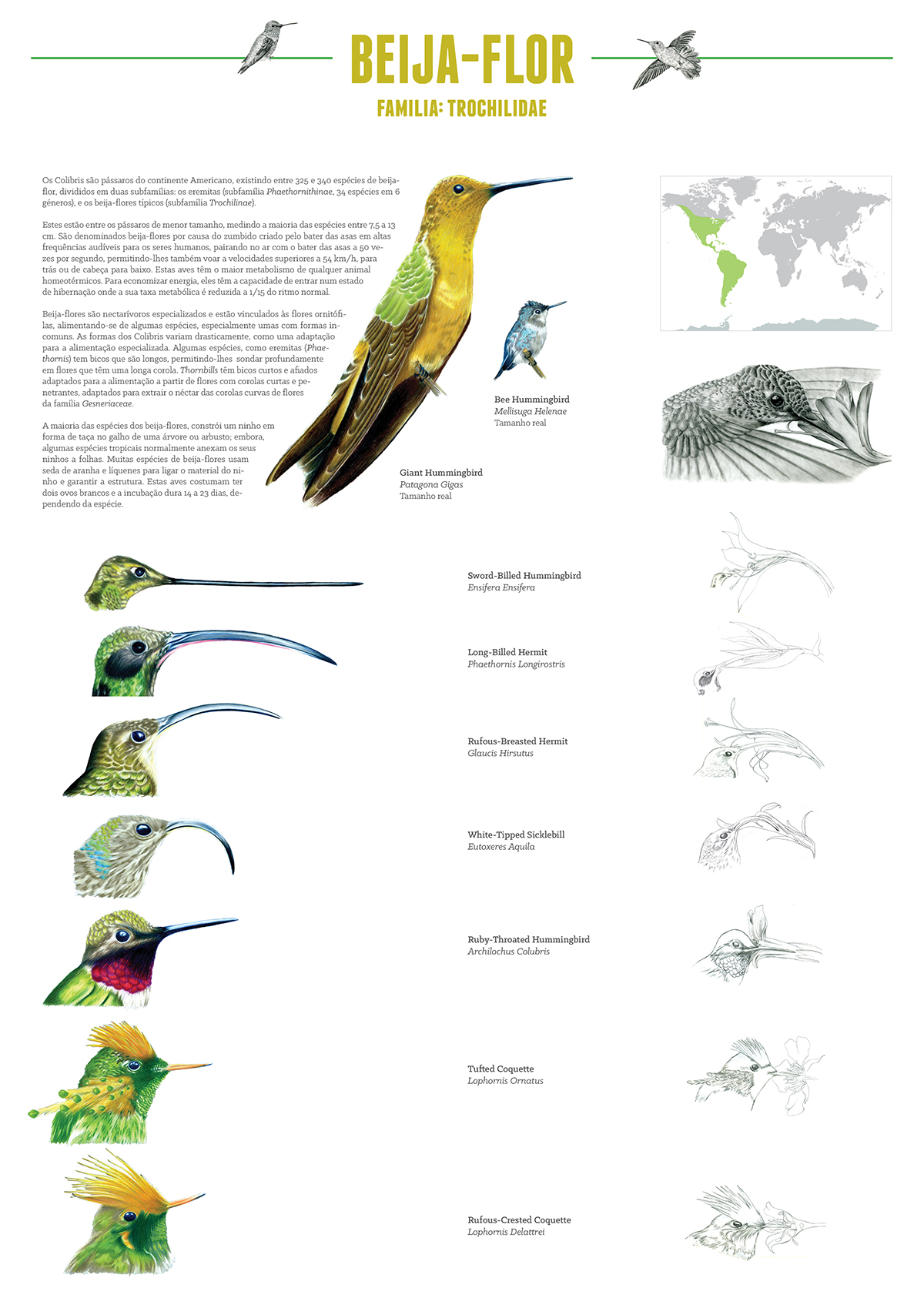 hummingbird poster symbiosis