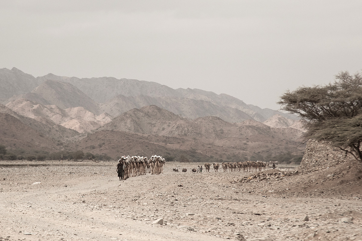 Adobe Portfolio Travel Documentary  ethiopia Danakil Depression Salt Saltlakes camels caravans desert Hot